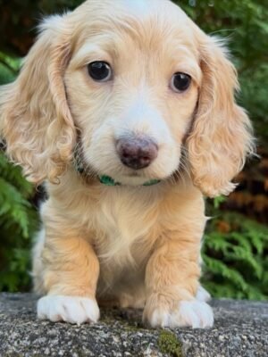 female dachshund of 14 weeks old. all vet check, akc registered, dewormed, and potty trained.