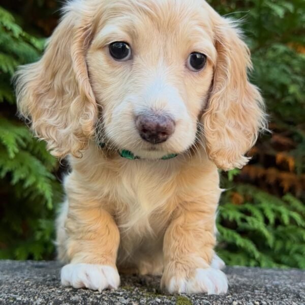 female dachshund of 14 weeks old. all vet check, akc registered, dewormed, and potty trained.