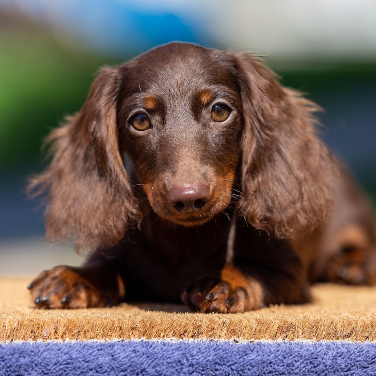 brown long hair dachshund puppy brown long hair dachshund puppy